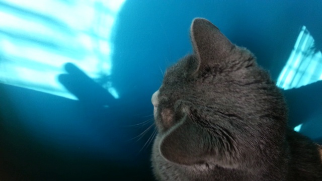 Грейс The Cat и Тени