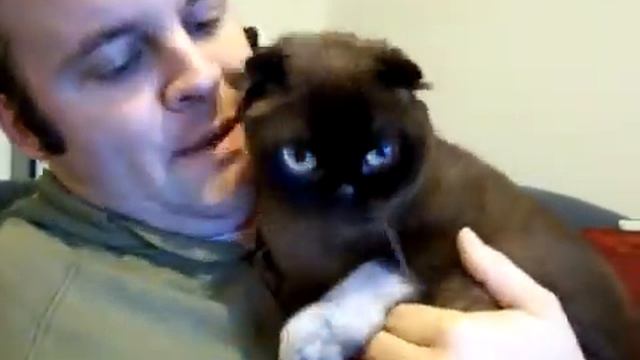 YouTube - HARRY The Cutest Scottish Fold!!!.flv