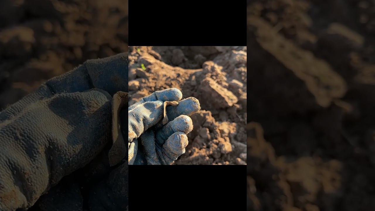 Бедный Йорик...точнее крестик. это его жизнь потрепала #deus #metaldetecting #металлоискатель