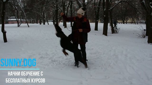 Активный пес? как утомить собаку на прогулке. На примере дрессировке добермана