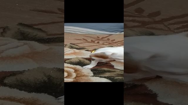 маленькая жужа