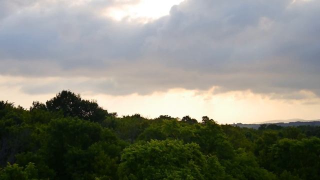 Eternal Rainforest Preserve In Costa Rica. | 