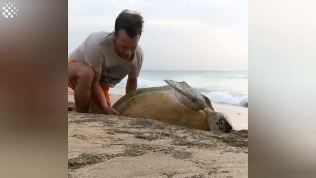 Huge Green Sea Turtle Trapped Between Rocks Rescued