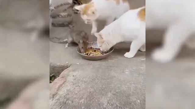 Моменты Мгновенного Сожаления Снятые На Камеру