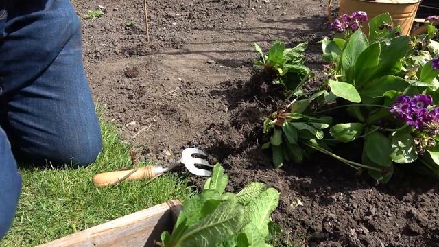 How To Divide Primulas - Pots & Trowels