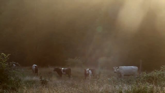 The Story Behind Butcher Box - With Mike Salguero | The Empowering Neurologist EP. 52