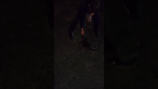 Команда кувырок. Дрессировка. Пти брабансон. Грифон.