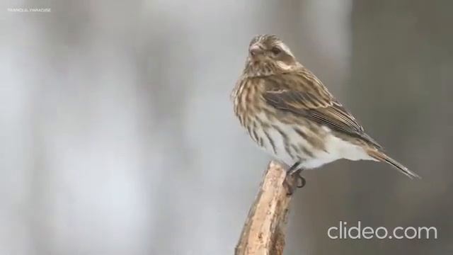 Матрица Гаряева №2.1 Формирование новых световых/нейрон. импульсов в теле физ.и энерг/против Герпес