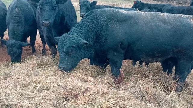 ВОТ ЭТО БЫЧАРА?!!!! Абердин Ангус на прогулке