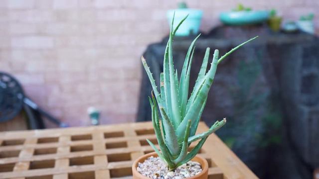 Easy Succulents For Beginners