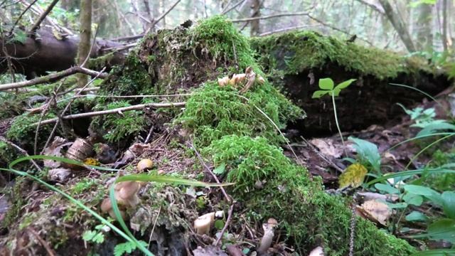 Дождались! Осенние опята пошли в Подмосковье.