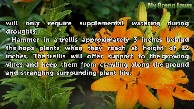 How To Grow Hops In Pennsylvania