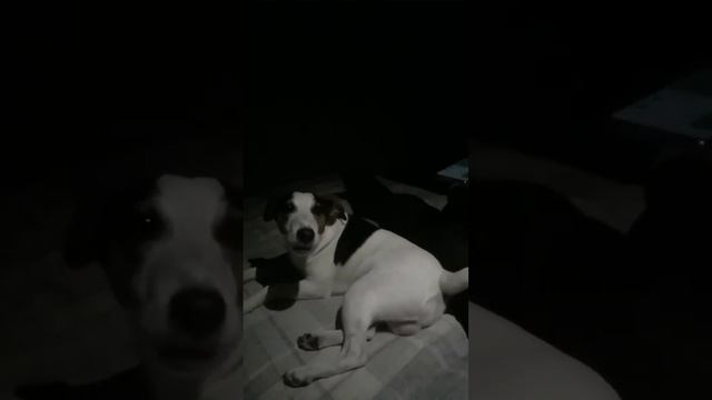 Собака поёт под скрипку!