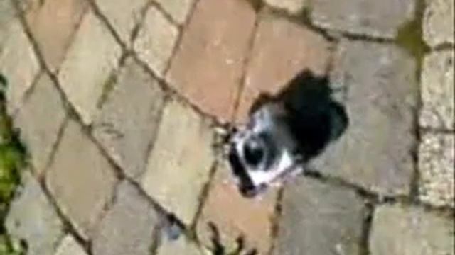 Crushing OLYMPUS CAMEDIA C-4000 Zoom DigiCam