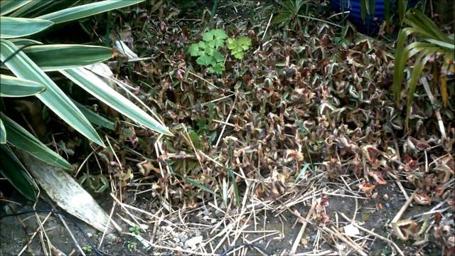 Persicaria Purple Fantasy timelapse