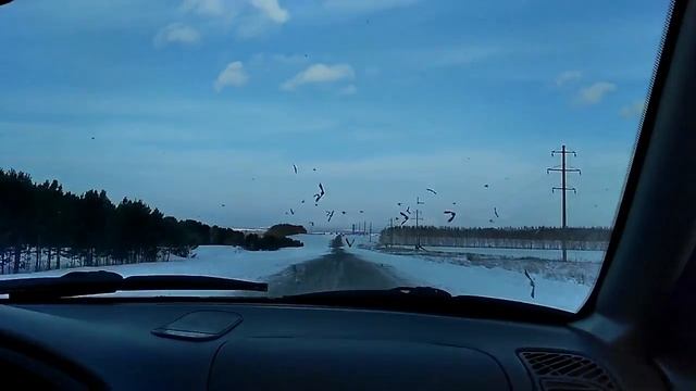 птицы прилетели в лобовое