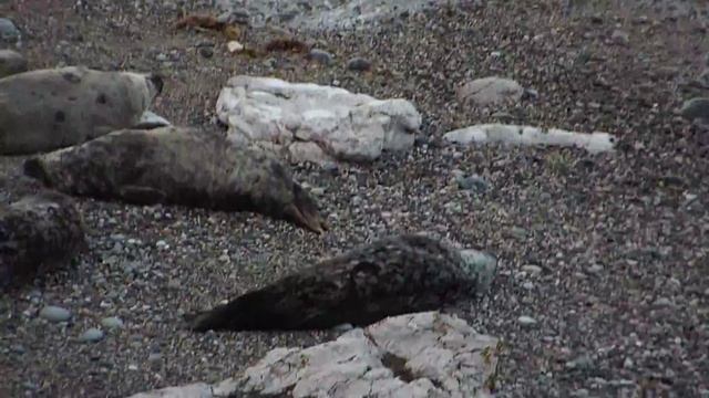 FUJIFILM FinePix S6800 Video Test