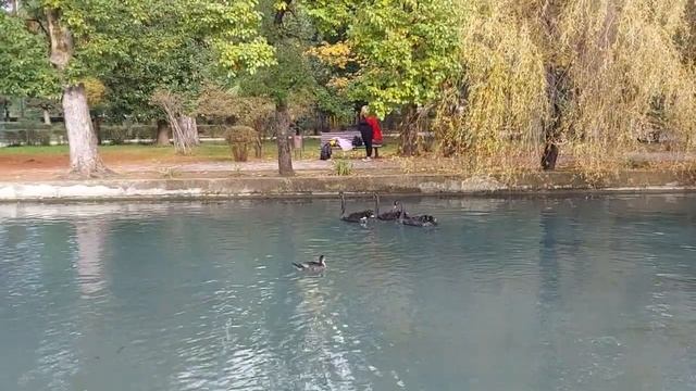 Новоафонский парк
