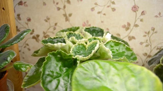 Как мои ФИАЛКИ перенесли несколько дней жары +30