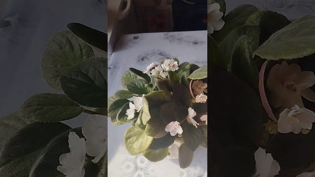 Фиалка гүлімнің кутимі өте оңай және жапырақтан көбейеді