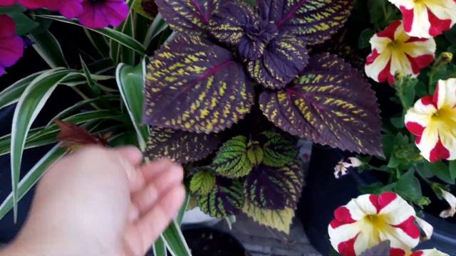 Колеусы в июне.беру черенки.