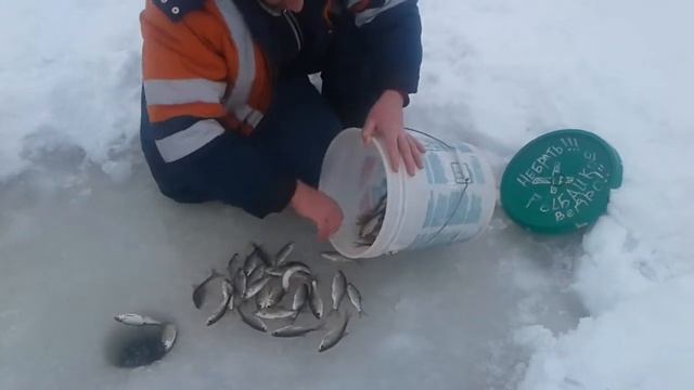 Зарыбление водоёма в нашей деревне.  31.01.2019.