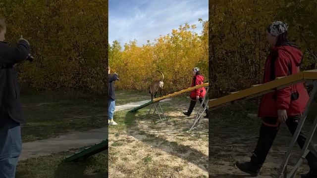 4beddf3a667923989ce64a013366b388