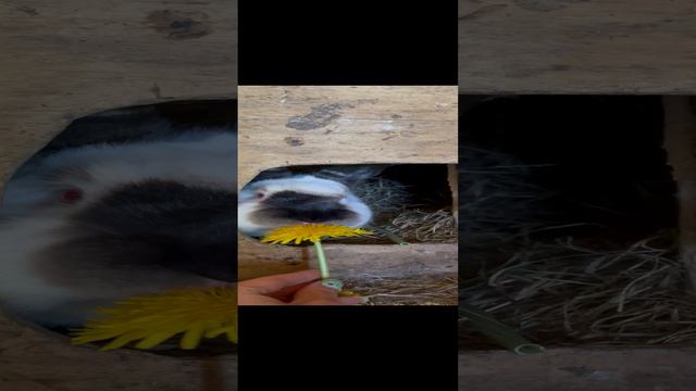 7dbf1592bfad8b9c39bcb57830698078