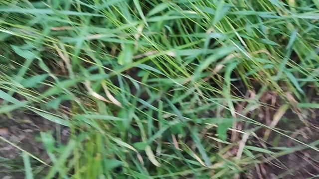 PORSCHE PANAMERA ОТКОПАЛ С МЕТАЛЛОИСКАТЕЛЕМ!!!