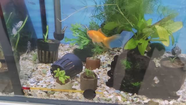 VLOG/Обычный день обычных людей/Заскочили в Зоомагазин/Распаковка товаров для рыбок