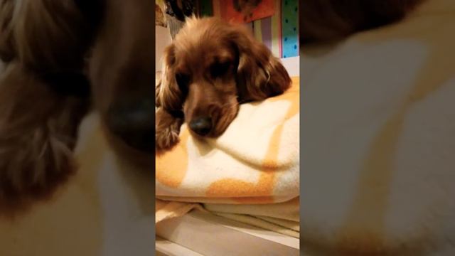 как очищать собаке гласки.