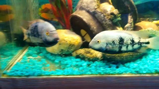 Цихлозома Вьеха Хартвеги.