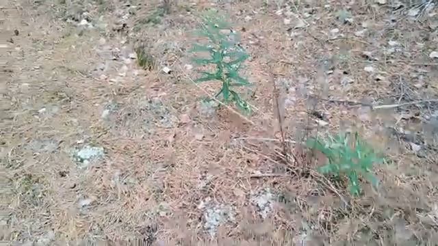 ГРИБНОЕ СЧАСТЬЕ! СБОР ГРИБОВ на ТИХОЙ ОХОТЕ! Сезон открыт