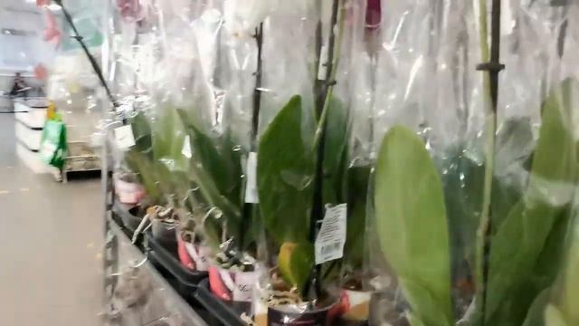 Леруа:РОСКОШНЫЙ завоз ОРХИДЕЙ,вот это ПРИВОЗ!25.08.22,ТЦ 