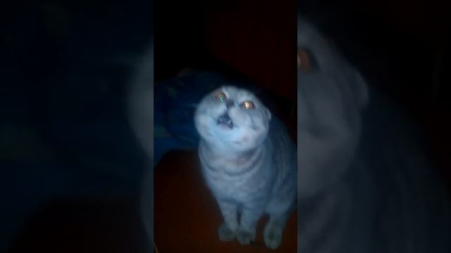 КОТ РУГАЕТСЯ