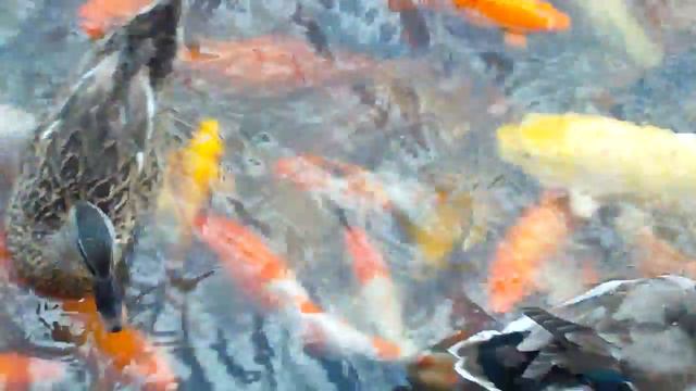 Золотые рыбки в Центре Буддизма г.Санья