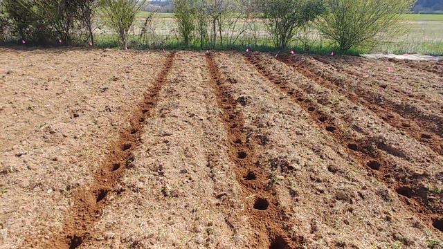Regenerative Permaculture Farming Asparagus Beds