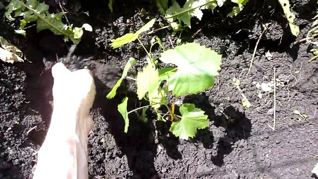 высадка черенков винограда в открытый грунт (  planting vine cuttings in the open ground)