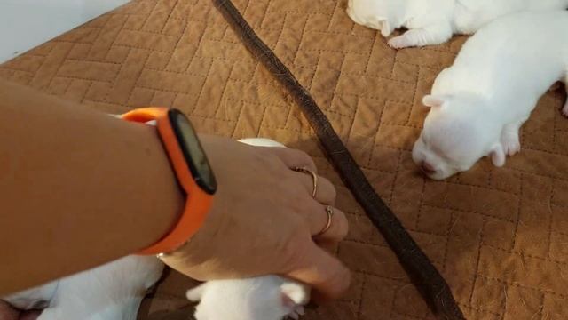 79787458062 ПРОДАЖА чихуахуа ОТ 100 ТЫС РУБ ПИТОМНИК ЧИХУАХУА И ТОЙ-ПУДЕЛЬ КАСТРОПУЛО КРЫМ КУПИТЬ
