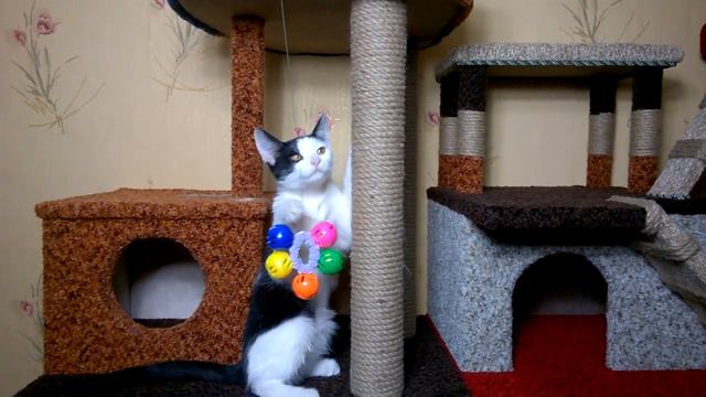 6d54666eb70a346ee586b47471406470