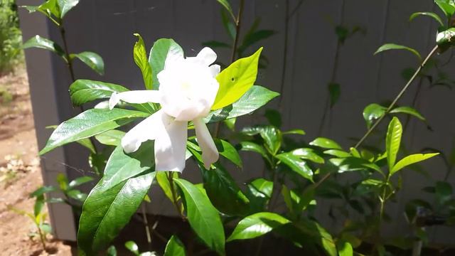 Gardenia Flower Bush