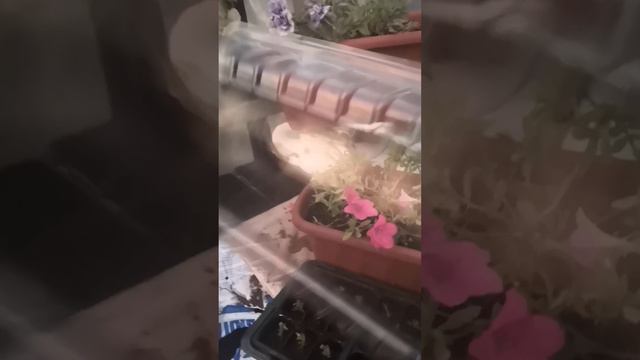 Черенкование вегетативной петунии