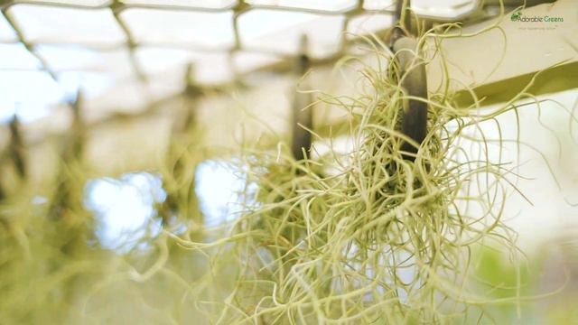 Spanish Moss | Tillandsia Useneoids | Air Plant How To Care | Easy Tips For Growing Indoors