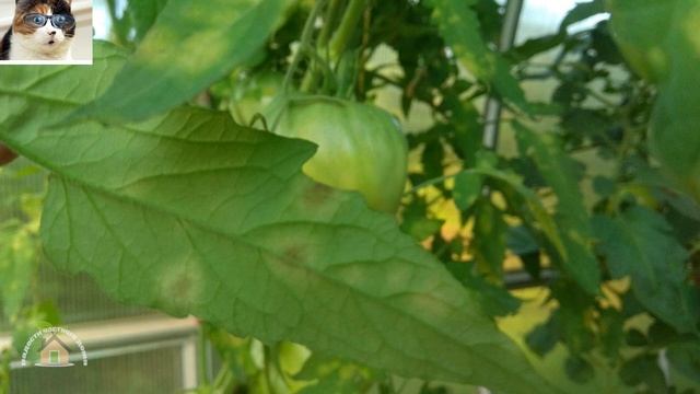 Кладоспориоз томатов меры борьбы и лечение. Чем обработать томаты от бурой пятнистости в теплице