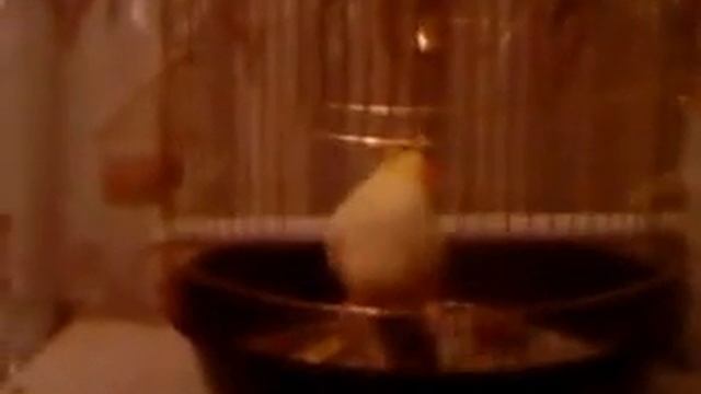 Умный попугай