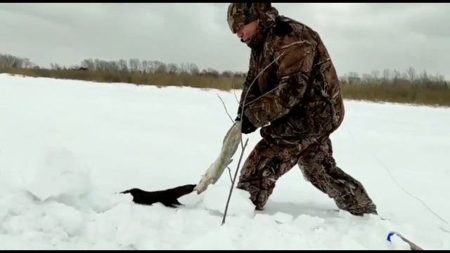 Бесстрашная норка отнимает налима.