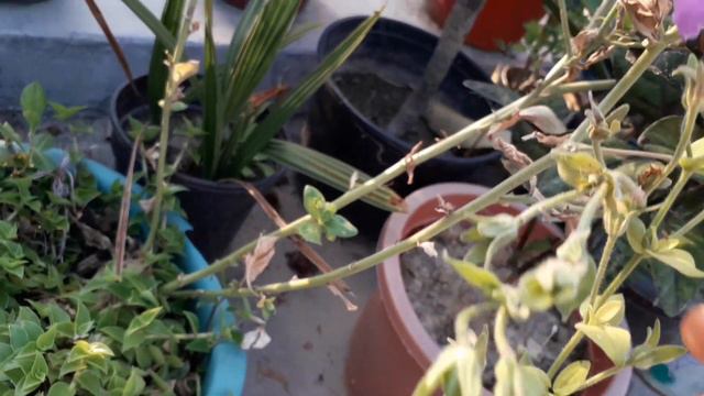 Low Care Vining Desi Petunia Flower Plant How To Grow Waste Materials Plastic Bottles