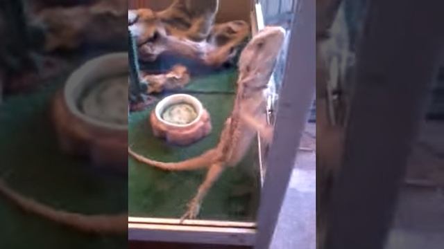 Ящерица в вольере