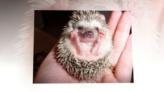 Pro Show Animals 2014