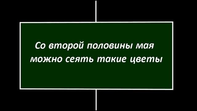  Цветы которые можно сеять в открытый грунт в мае. Часть 2
